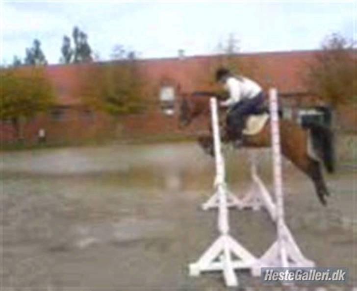 Anden særlig race Prins Kashmir SOLGT:'( - spring cindy tidliger ejer billede 10