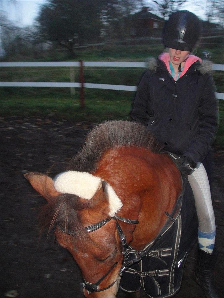 Anden særlig race Prins Kashmir SOLGT:'( - Kashmirs part rider lidt Dressur på ham<3 billede 11