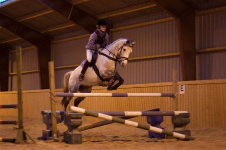 Anden særlig race Valéz - Og hop. han er bare så dygtig min lille snut. 2007/2008 billede 9