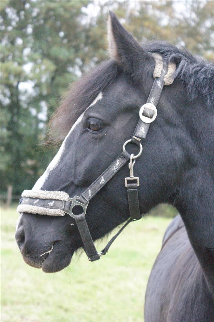 Anden særlig race Blackie - 1) da hun lige var kommet hjem på græs pga. seneskade(: foto: mig, september 09 billede 1