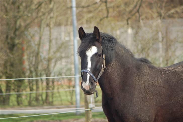 Anden særlig race Blackie - 3) en beskidt Blackie på fold :D foto: Emma, marts 08 billede 3