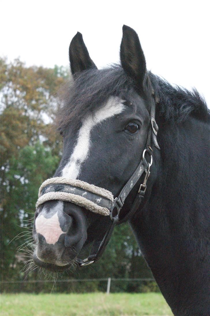 Anden særlig race Blackie - 4) naaaaw skæv mule xD foto: mig, september 09 billede 4