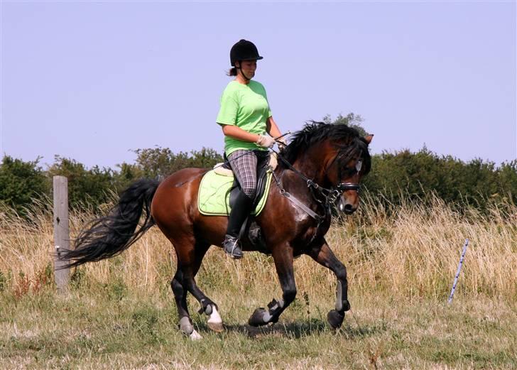 New Forest Roløkke Carte D´or - Carte D´or & Jeanette august 2008 - er han ikke dejlig :)) billede 1