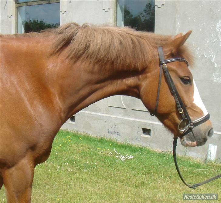 New Forest Bakkens Maltemay-SOLGT - nyt billede 20
