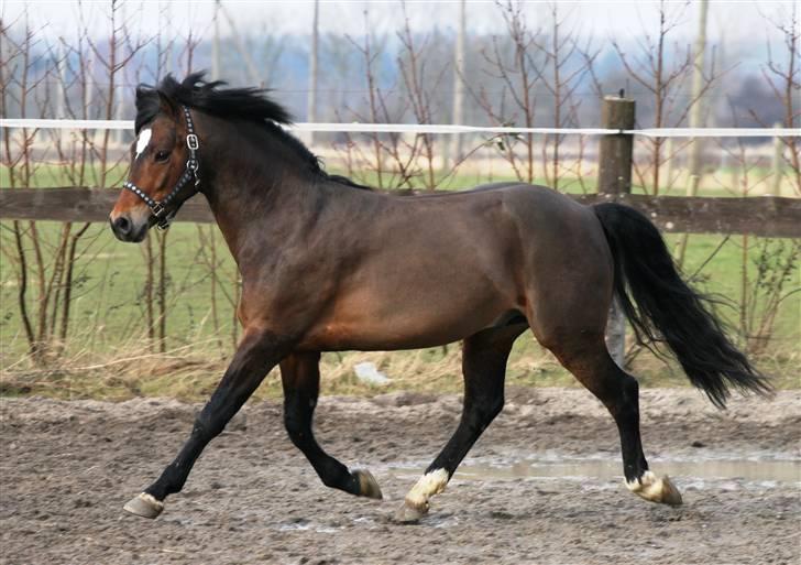 New Forest Roløkke Carte D´or billede 2