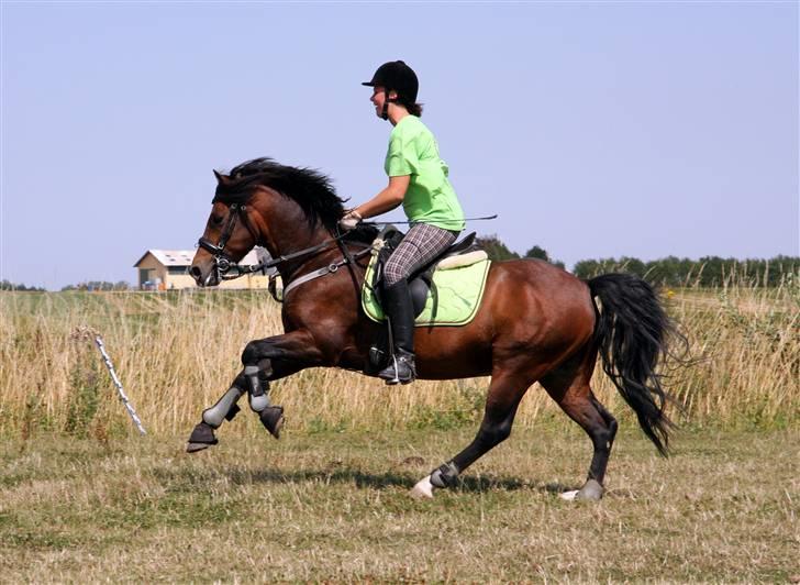 New Forest Roløkke Carte D´or billede 3