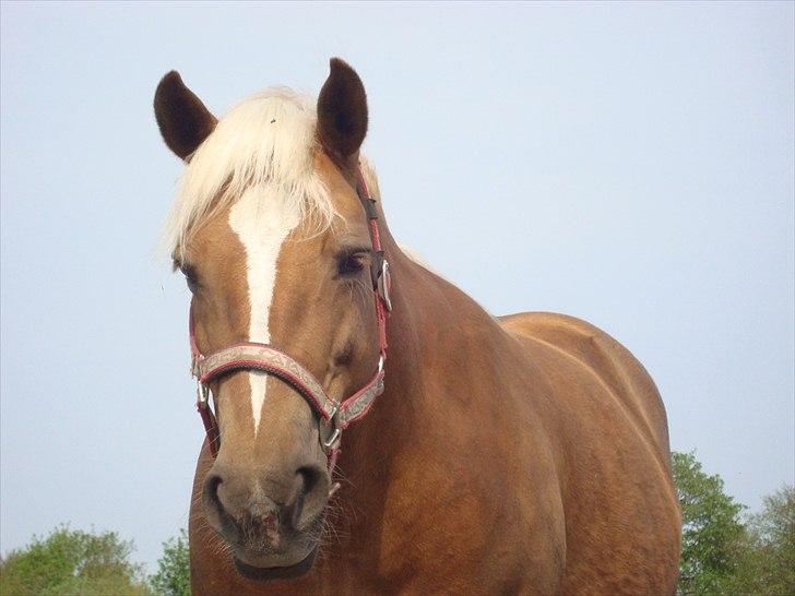 Haflinger Mille  - Velkommen til mille´s profil..! ©  billede 1