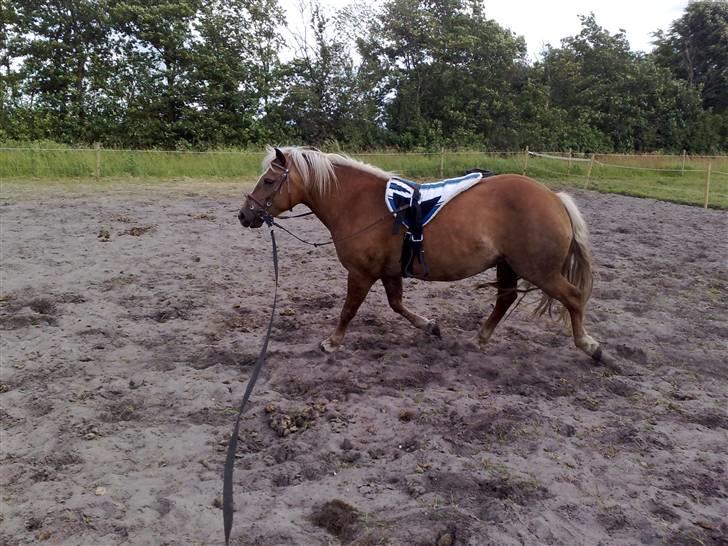 Haflinger Mille  - Longeres billede 2