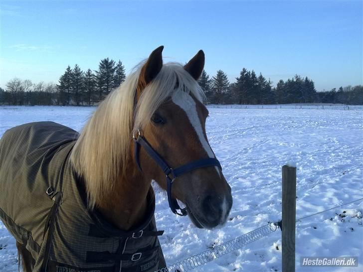 Haflinger Mille  - © Svanna billede 3