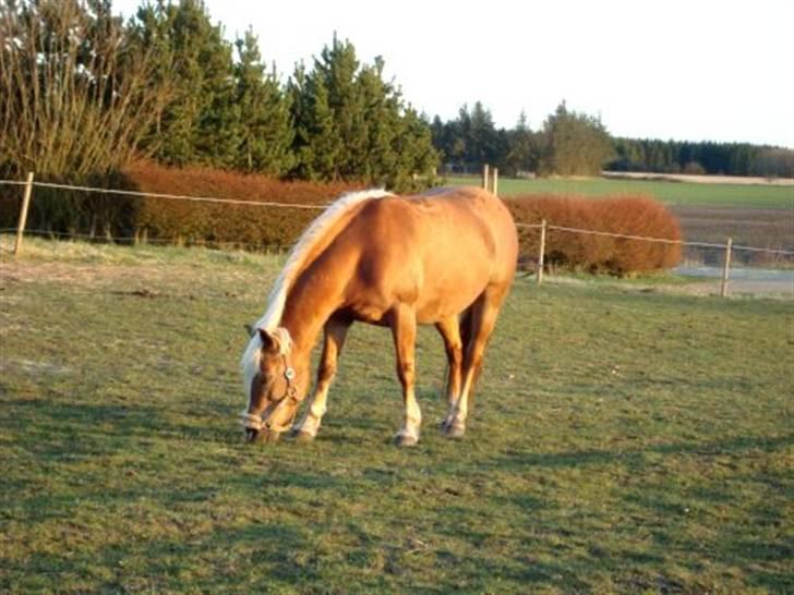 Haflinger Mille  - Foto: Mig billede 4