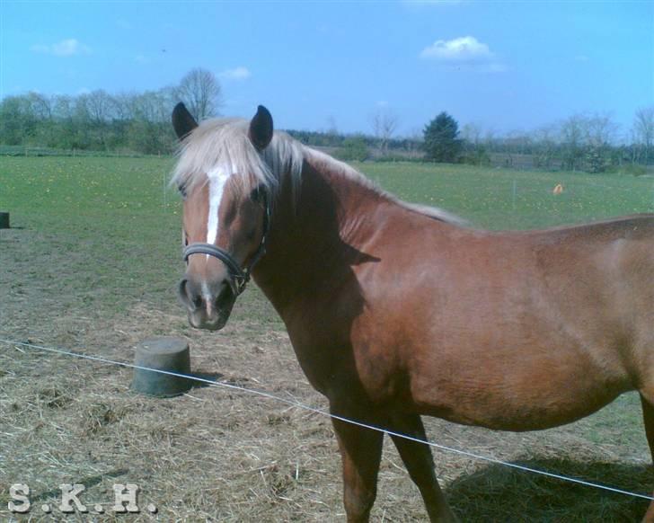 Haflinger Mille  - foto: Svanna billede 5