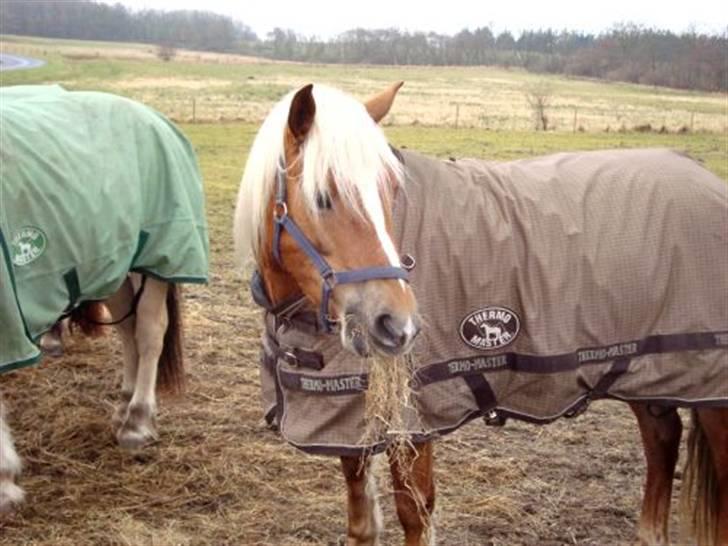 Haflinger Mille  billede 6