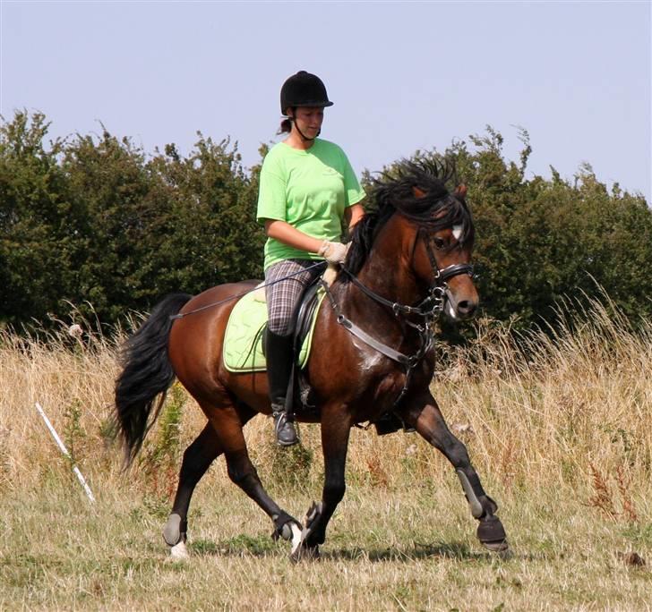 New Forest Roløkke Carte D´or billede 4