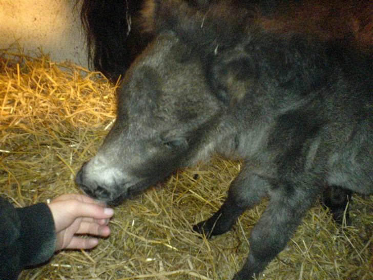 Shetlænder Smila - Skal jo lige snuse til Mettes fingre:=) billede 3
