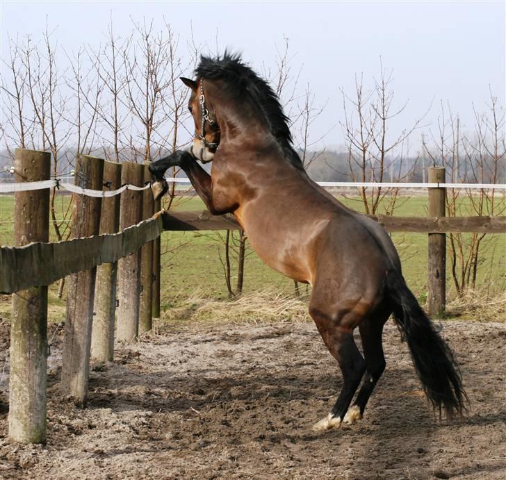 New Forest Roløkke Carte D´or billede 5