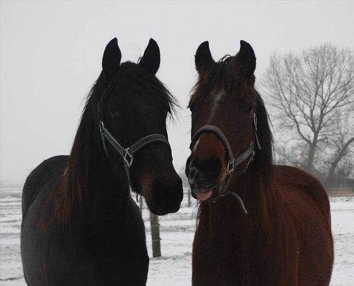 Anden særlig race Simba   SOLGT - Velkommen til Simbas profil..  billede 1