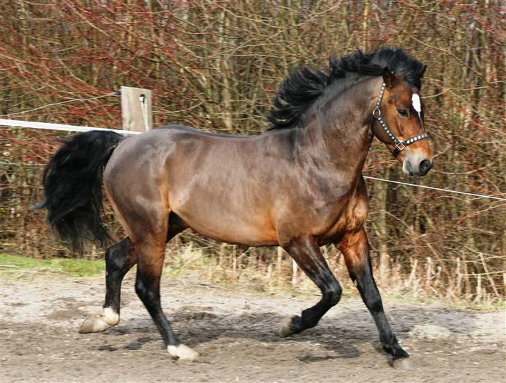 New Forest Roløkke Carte D´or billede 6