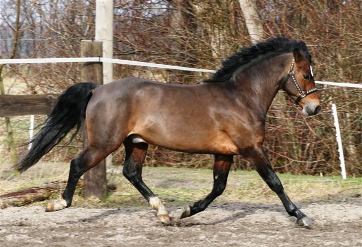 New Forest Roløkke Carte D´or billede 7