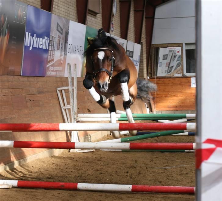 New Forest Roløkke Carte D´or - Løsspring til hingste kåring 2008 billede 8