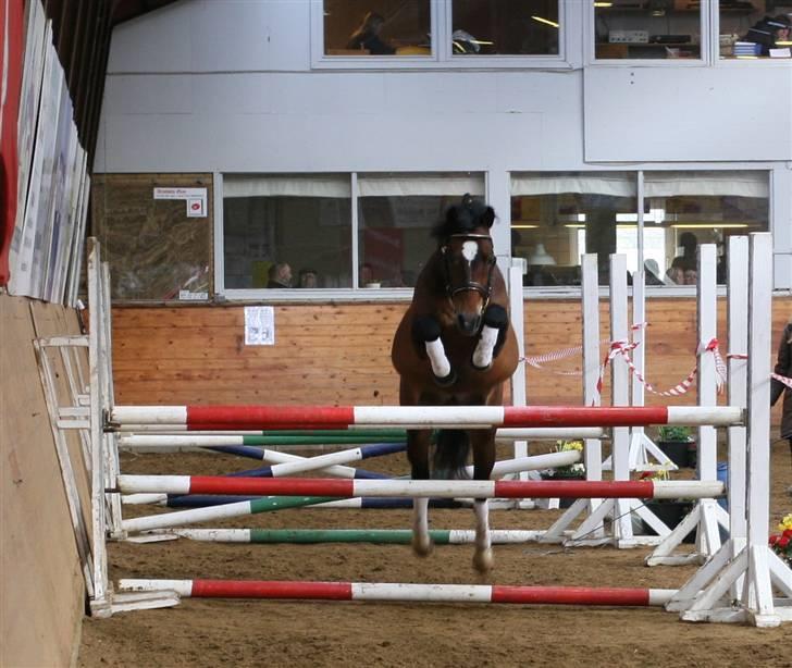 New Forest Roløkke Carte D´or billede 9