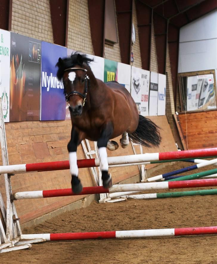 New Forest Roløkke Carte D´or billede 10