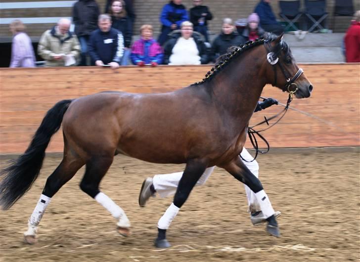 New Forest Roløkke Carte D´or billede 11