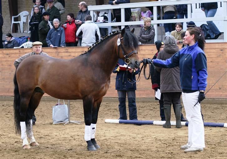 New Forest Roløkke Carte D´or billede 12