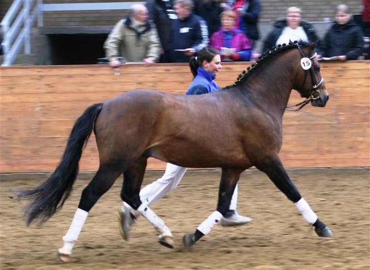 New Forest Roløkke Carte D´or billede 13