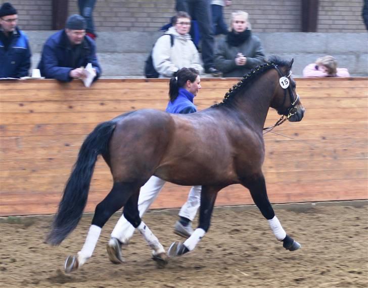 New Forest Roløkke Carte D´or billede 14