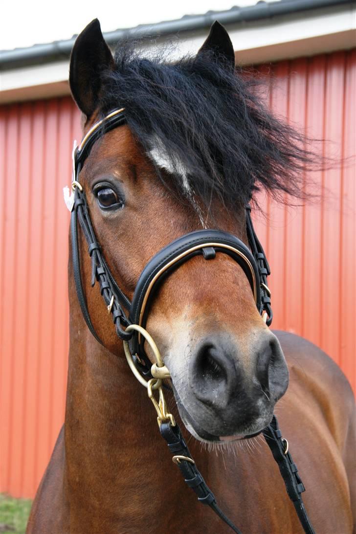 New Forest Roløkke Carte D´or billede 15