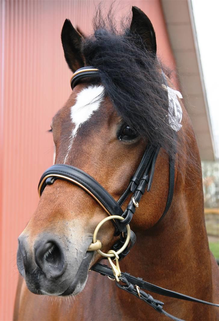 New Forest Roløkke Carte D´or billede 16