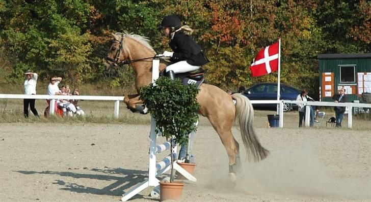 Palomino Golden Desert Fighter - Til et spring stævne.. billede 7