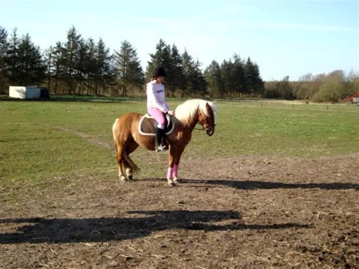 Haflinger Mille  - Cille og Mille billede 9