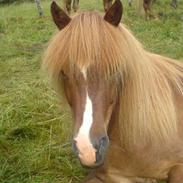 Islænder Baldi fra egense