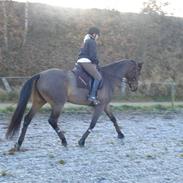 Dansk Varmblod Tanholt Langosta