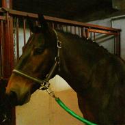 New Forest Vestenaas Tazet Nova " solgt"