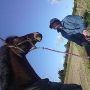 New Forest Vestenaas Tazet Nova " solgt"