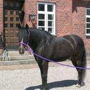 New Forest ringo star