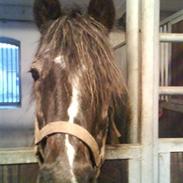 New Forest ringo star