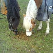 New Forest ringo star