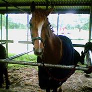 DSP Maccoy Parton *UDLÅNT* 