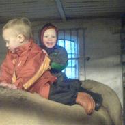 Fjordhest Bonnie Tjørnely