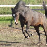 DSP Fontain af stensnæs 