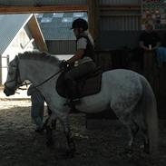 Anden særlig race kondi