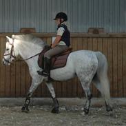 Anden særlig race kondi