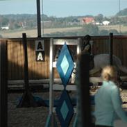 Anden særlig race kondi