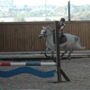 Anden særlig race kondi