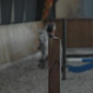 Anden særlig race kondi