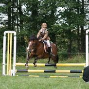 Welsh Pony af Cob-type (sec C) Flying meat-ball