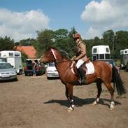 Welsh Pony af Cob-type (sec C) Flying meat-ball